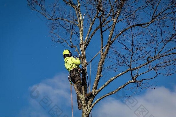 树木种植者伐木工人穿着绳索和挽具，在白云点缀的蓝天下修剪高大的桦树