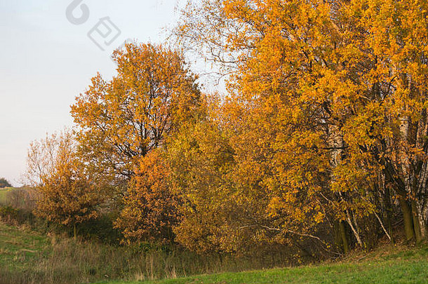 树在秋天的阳光下。《自然》2000年，波兰哥布维兹，欧洲。2017年11月5<strong>日</strong>，波兰金秋的又一个阳光明媚的<strong>日</strong>子。全色调的树木。天气鼓励人们以积极的方式消磨时间。信贷：w<strong>124</strong>merc/Alamy直播新
