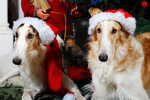 俄罗斯borzoi猎犬穿着圣诞老人条款