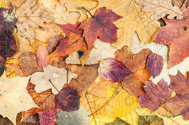 自然秋天背景组合成的叶子橡木枫木年龄海棠阿斯彭树