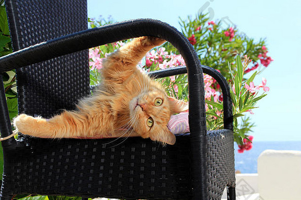 国内猫姜红色的虎斑说谎黑色的花园椅子前面盛开的夹竹桃灌木海