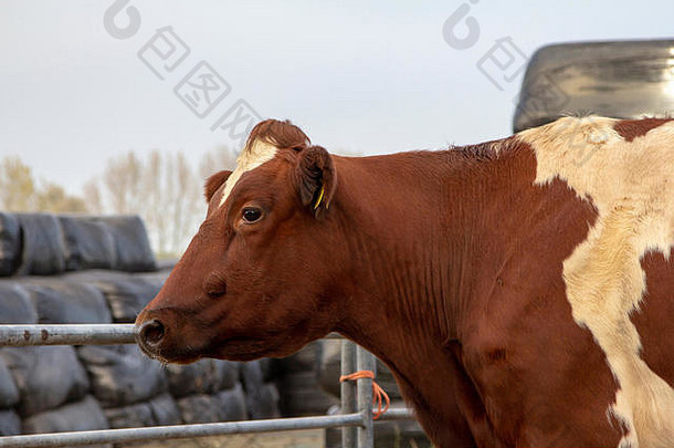 红白两色的奶牛，MRIj牛品种，站在围栏旁边，背景是青贮饲料包，用黑色塑料包裹。