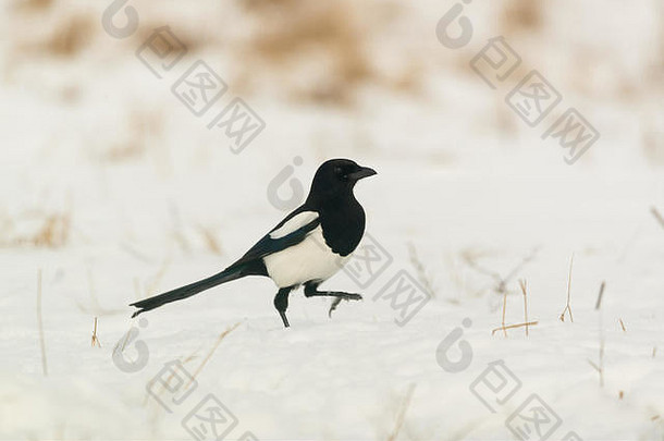 雪地上喜鹊鸟的照片