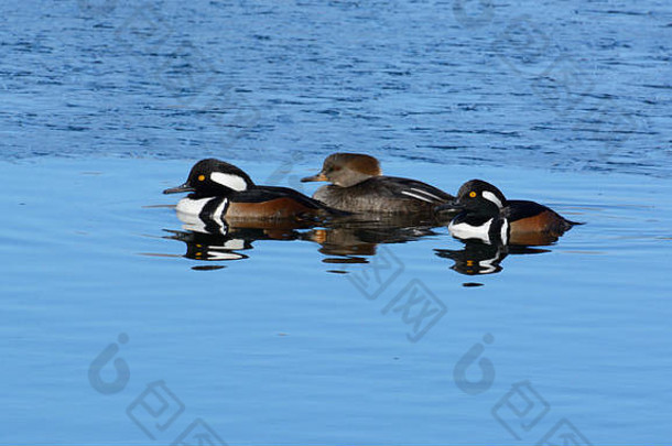 在部分结冰的冬季湖面上，三只<strong>带头巾</strong>的梅根鸭、德雷克斯鸭和母鸡在开阔水域游泳