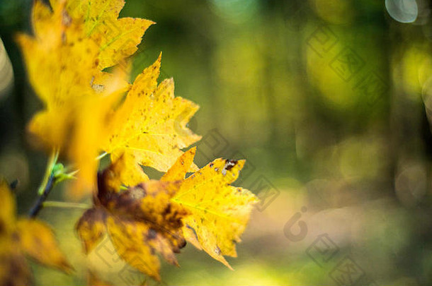 温暖阳光下的金色秋叶，林地景观，英国牛津