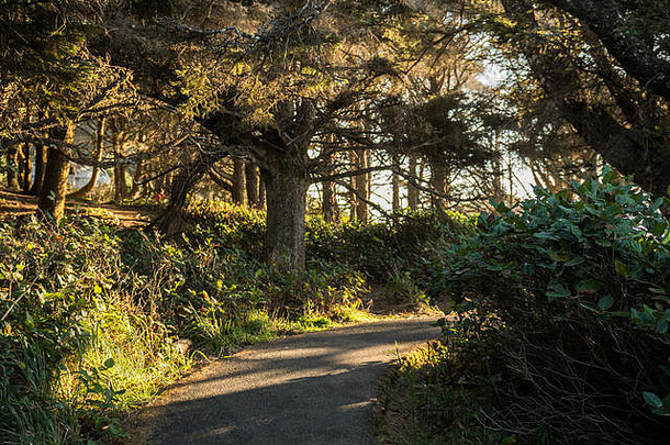 沿着永久角风景区海岸，在树木之间的小路上行走
