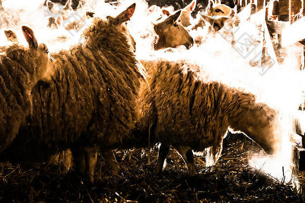 奥克斯南，杰德堡，苏格兰边境，英国。2018年3月19日。在一个产羔棚里的北方切维奥特骡母羊。