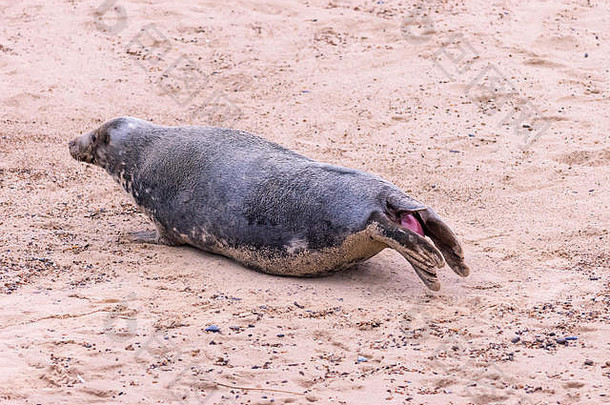 在诺福克的霍尔西海滩，一只灰色海豹产下一只幼崽，共28张照片：照片1/28