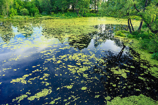 野生沼泽。秋天的俄罗斯自然