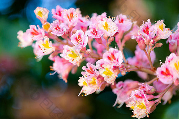 粉红色的栗树、七叶树×七叶树或红色的七叶树，花开得非常茂盛。水平、全框架裁剪