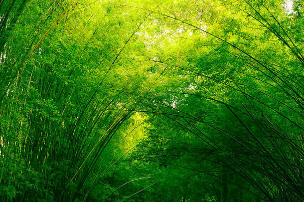 早晨的竹林，泰国热带雨林中风景如画的竹林