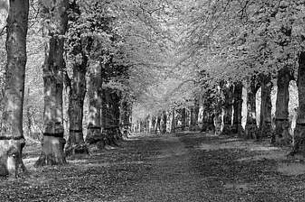 英国诺丁汉郡克伦伯公园紫椴x普通石灰树大道