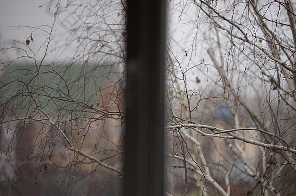 视图窗口只桦木分支机构雨滴背景农村房子秋天一天
