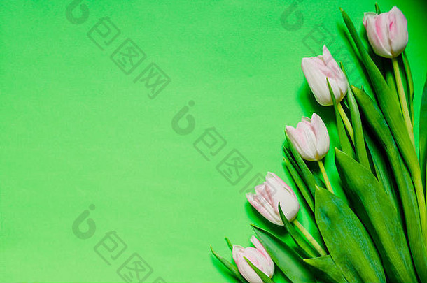 绿色背景上新鲜郁金香的边缘。空间。春天的花。粉白色郁金香，可爱的郁金香花组成。情人节还是母亲节