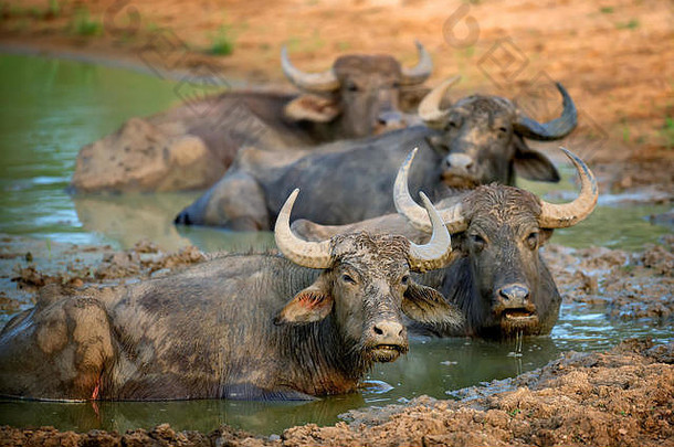 水水牛洗澡湖斯里兰卡斯里兰卡