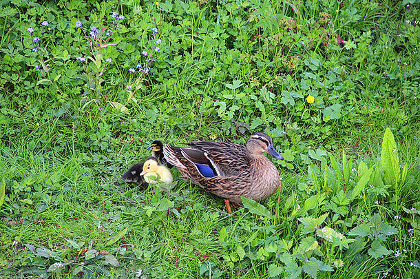 鸭妈妈和小鸭们坐在新鲜的绿草上
