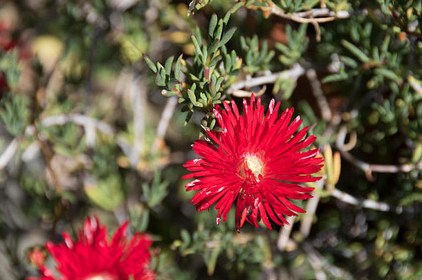 明亮的红色的兰普兰图斯又名冰植物常年利文斯通黛西