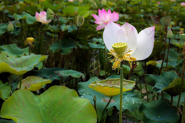 在亚洲，春天的早晨，一朵优雅的莲花在平静祥和的自然热带池塘中绽放。
