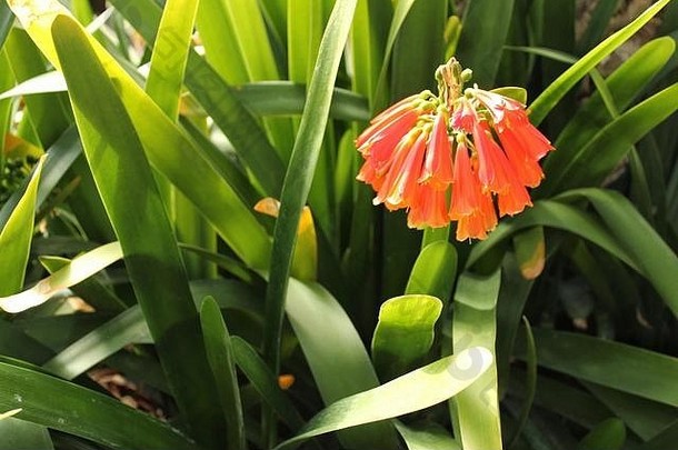 西班牙埃尔切一个花园里的彩色君子兰