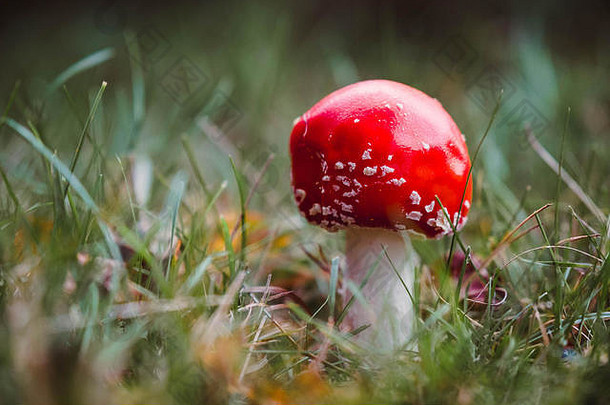 飞行木耳，蘑菇，鹅膏菌，毒蕈在树林，白金汉郡，英国