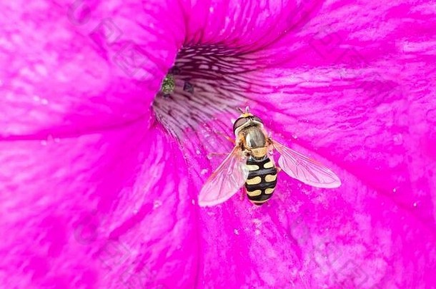 蜜蜂从<strong>粉色</strong>矮牵牛花中采集花粉的特写镜头。美丽的色彩和<strong>背景图</strong>片，这只大蜜蜂在t