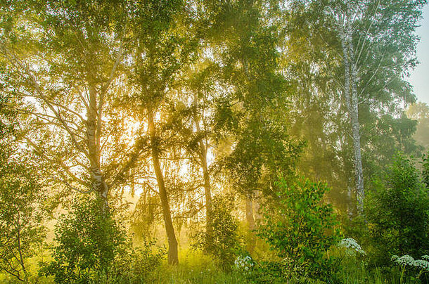 夏日森林里的浓雾。清晨浓雾笼罩在池塘边的森林里。夏日浓雾中的晨景。早上有浓雾。伯爵