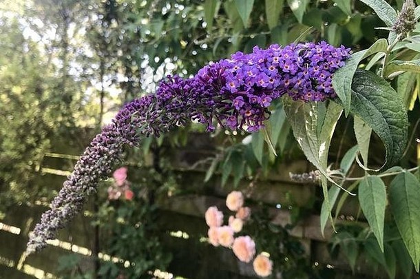 紫色的醉鱼草属植物未来花