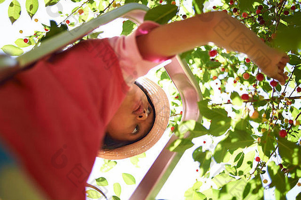 夏日阳光下，一个可爱的亚洲女孩站在梯子上，从果园的树上摘下新鲜成熟的红樱桃