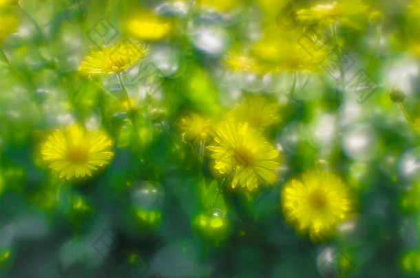 布什黄色的雏菊多罗尼库姆花园床上照片软镜头模糊艺术