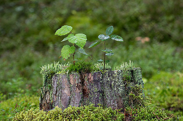 两棵小树苗，苔藓和地衣生长在森林里的一棵树桩上。