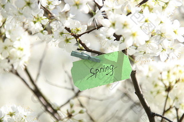 在春天阳光明媚的日子里，春天的标签和白色的花朵