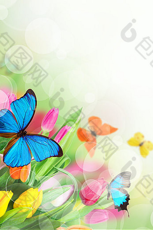 美丽的花束色彩斑斓的郁金香花超级跑车蝴蝶