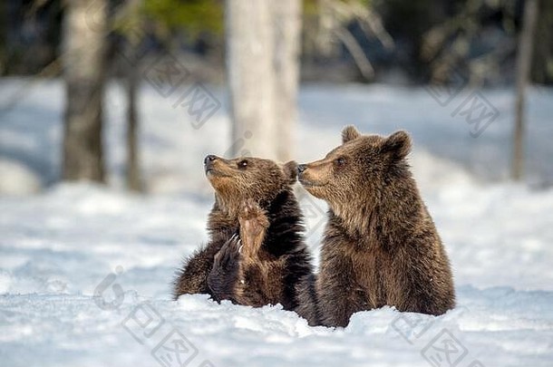 冬天森林里的小熊。小熊坐在雪地上，抬起爪子。自然栖息地。棕熊，学名：熊熊。