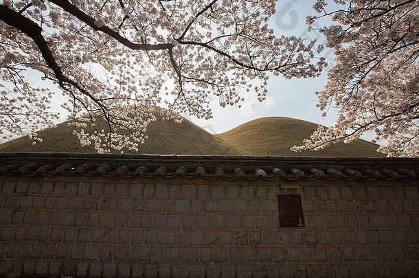 韩国庆州<strong>大团圆</strong>（皇家陵墓）樱花盛开的美丽风景：2020年3月30日