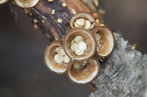 十字花科植物，俗称普通燕窝真菌或燕窝，产于芬兰的野生真菌