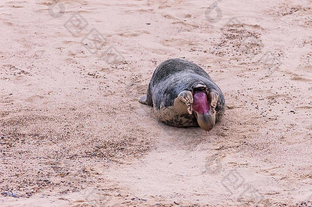 在诺福克霍西海滩，一只灰色海豹产下一只幼崽，共28张照片：照片6/28