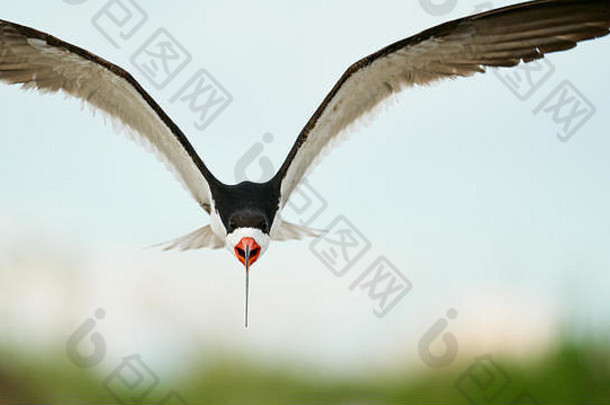 2019年7月，北卡罗莱纳州威尔明顿的莱特斯维尔海滩，一只黑色的掠食者在掠食者和最小燕鸥群上空飞翔。
