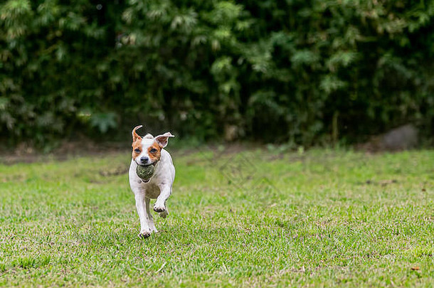 杰克罗素梗纯种狗追逐玩具完整的速度
