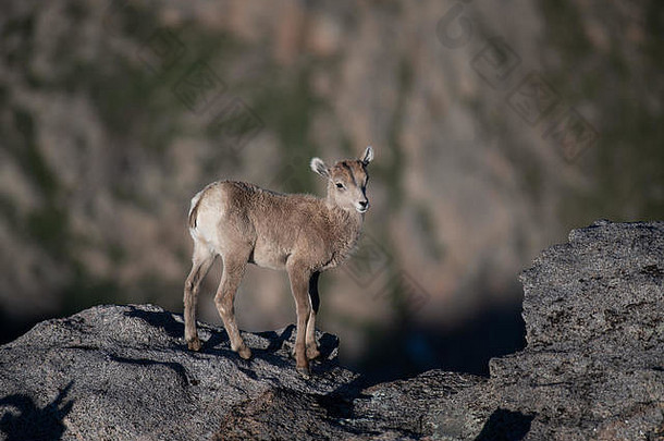 科罗拉多州岩石峭壁上一只可爱的大角羊羔羊