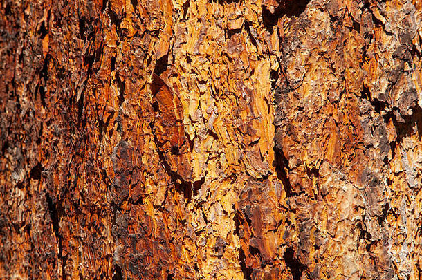 特写镜头红木树皮松树约塞米蒂加州