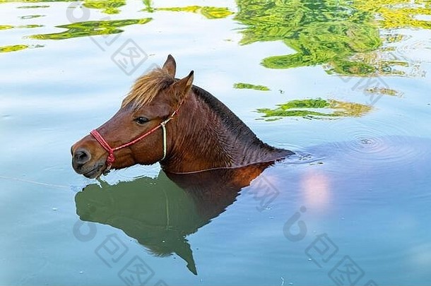 一匹棕色的马在河里洗澡