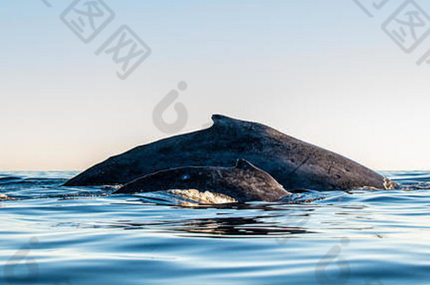 座头鲸妈妈和幼崽的背部。在太平洋中游泳的座头鲸。鲸鱼的背部在海面上。跳水