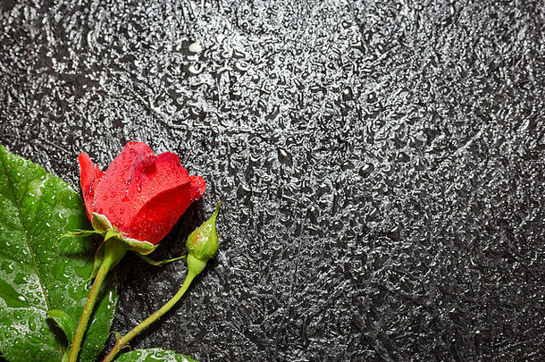 美丽的红色的玫瑰水滴黑色的背景前视图复制空间一边