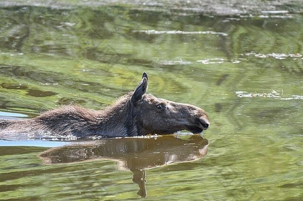 水中麋鹿
