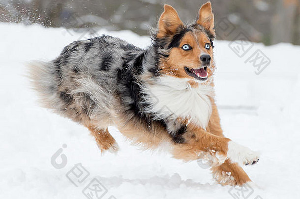 惊人的三色蓝色的眼澳大利亚谢泼德牧羊人澳洲的狗运行嬉戏玩跳跃中期空气雪
