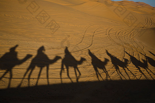 游客领导沙丘当地的绿洲骆驼