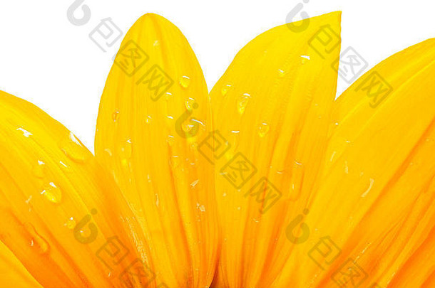 花瓣黄色的花水滴特写镜头白色背景