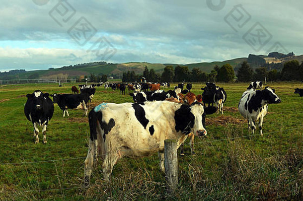 新西兰奥塔哥北部的彭布尔斯，一群荷斯坦-弗赖斯牛享受傍晚冬日阳光的全景。