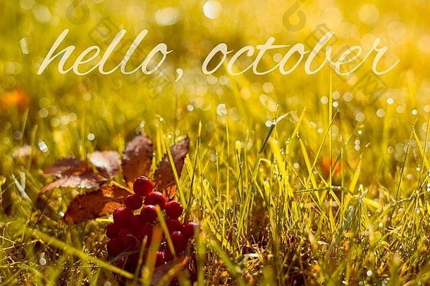 秋天，秋天的旗帜与问候问候十月，金色的田野与树叶和浆果