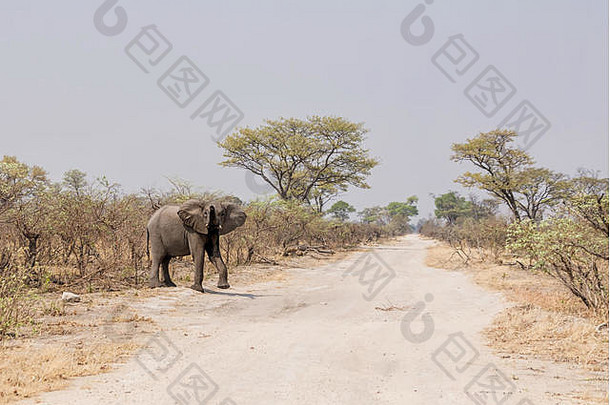 一头非洲象在纳米比亚<strong>横穿马路</strong>